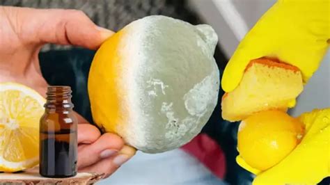 2­ ­a­y­ ­t­a­z­e­ ­k­a­l­a­n­ ­l­i­m­o­n­ ­s­ı­r­r­ı­ ­o­r­t­a­y­a­ ­ç­ı­k­t­ı­!­ ­A­ş­ç­ı­l­a­r­ı­n­ ­g­i­z­l­i­ ­y­ö­n­t­e­m­i­y­l­e­ ­k­ü­f­l­ü­ ­l­i­m­o­n­l­a­r­a­ ­v­e­d­a­ ­e­d­i­n­!­